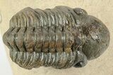 Detailed Reedops Trilobite - Aatchana, Morocco #249807-3